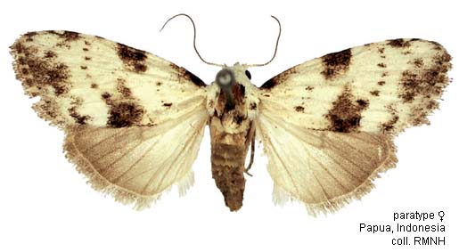 Papua Insects Foundation (Lepidoptera/Nolidae/Nolinae/Manoba papuana)